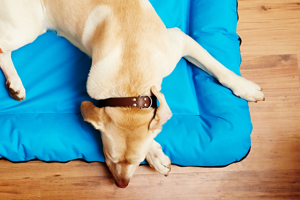 Lodging - Dog laying on pet bed on wooden floor.